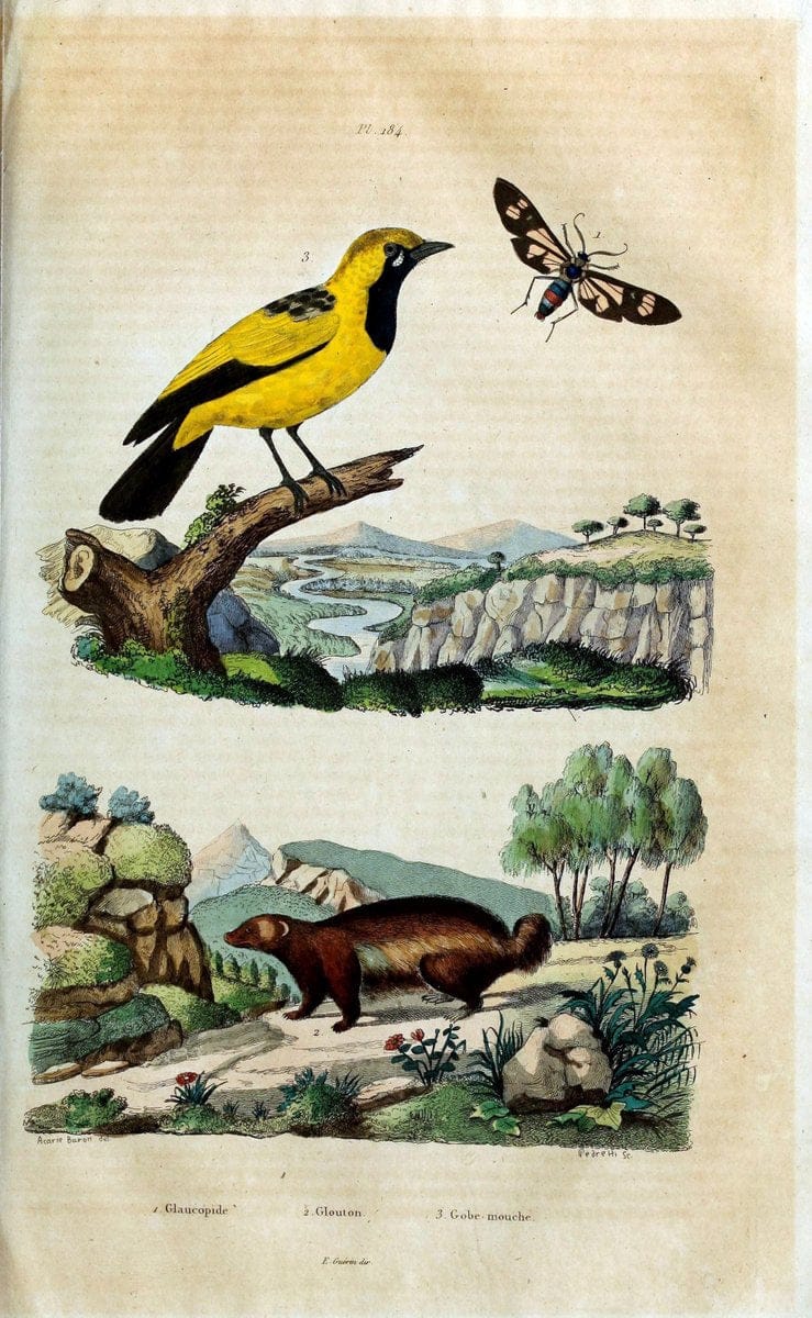 Dictionnaire pittoresque d'histoire naturelle et des phÃ©nomÃ¨nes de la nature /.Paris1833-[1840].. |  | Vintage Print Reproduction 469958