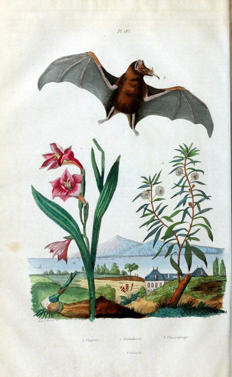 Dictionnaire pittoresque d'histoire naturelle et des phÃ©nomÃ¨nes de la nature /.Paris1833-[1840].. |  | Vintage Print Reproduction 469959