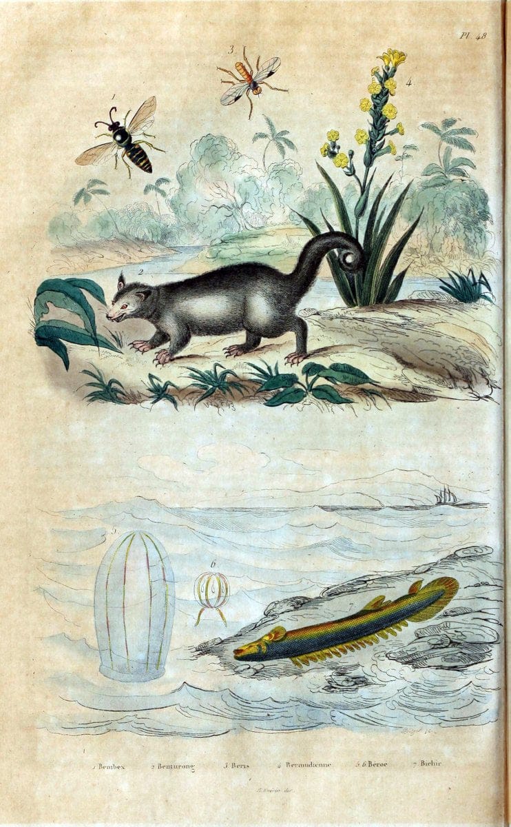 Dictionnaire pittoresque d'histoire naturelle et des phÃ©nomÃ¨nes de la nature. v.1Paris1833-[1840] |  | Vintage Print Reproduction 469960