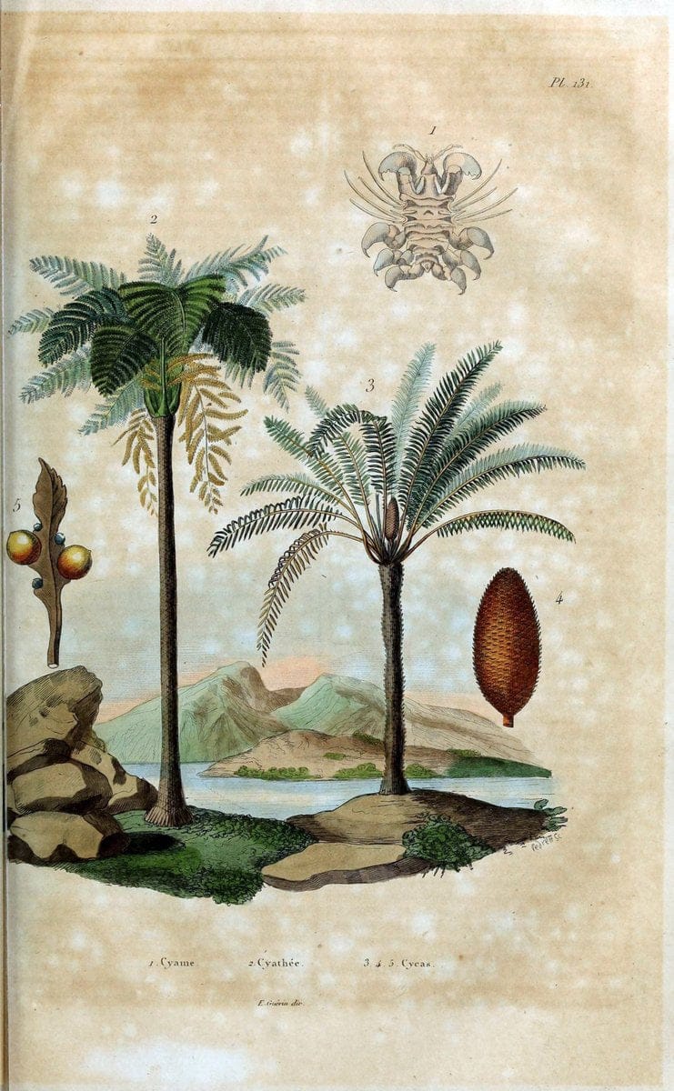 Dictionnaire pittoresque d'histoire naturelle et des phÃ©nomÃ¨nes de la nature /.Paris1833-[1840].. |  | Vintage Print Reproduction 469961