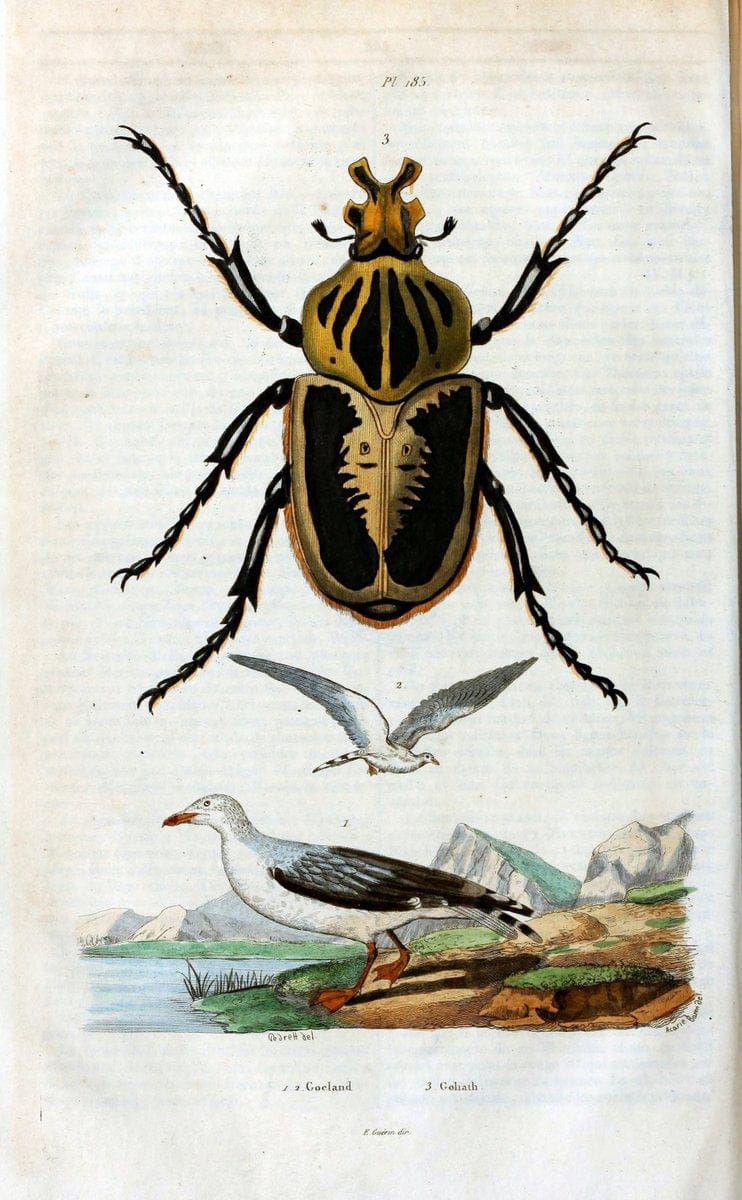 Dictionnaire pittoresque d'histoire naturelle et des phÃ©nomÃ¨nes de la nature /.Paris1833-[1840].. |  | Vintage Print Reproduction 469962