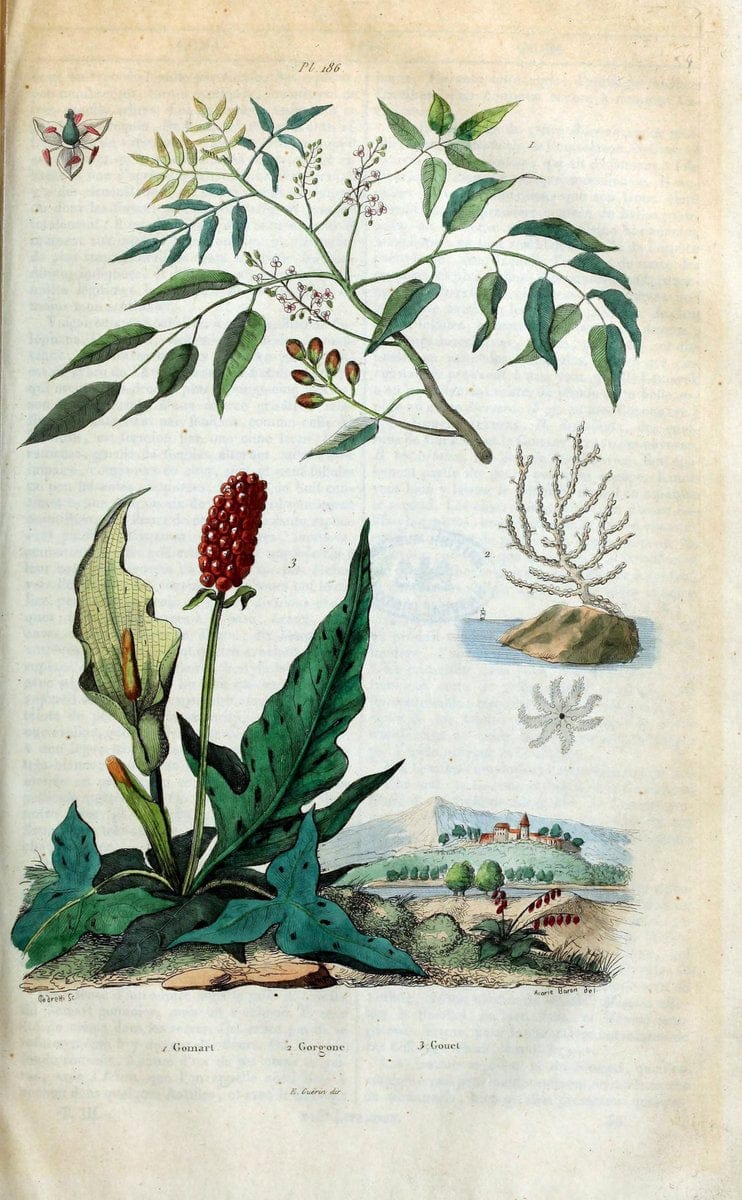 Dictionnaire pittoresque d'histoire naturelle et des phÃ©nomÃ¨nes de la nature /.Paris1833-[1840].. |  | Vintage Print Reproduction 469963