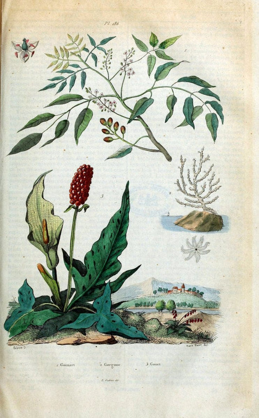 Dictionnaire pittoresque d'histoire naturelle et des phÃ©nomÃ¨nes de la nature /.Paris1833-[1840].. |  | Vintage Print Reproduction 469963