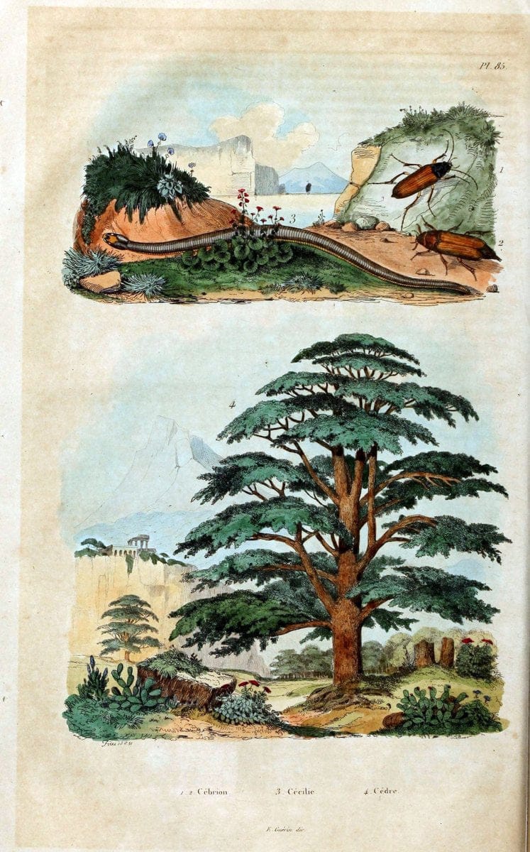 Dictionnaire pittoresque d'histoire naturelle et des phÃ©nomÃ¨nes de la nature /.Paris1833-[1840].. |  | Vintage Print Reproduction 469964