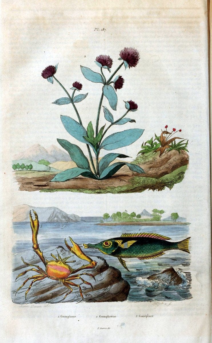 Dictionnaire pittoresque d'histoire naturelle et des phÃ©nomÃ¨nes de la nature /.Paris1833-[1840].. |  | Vintage Print Reproduction 469965