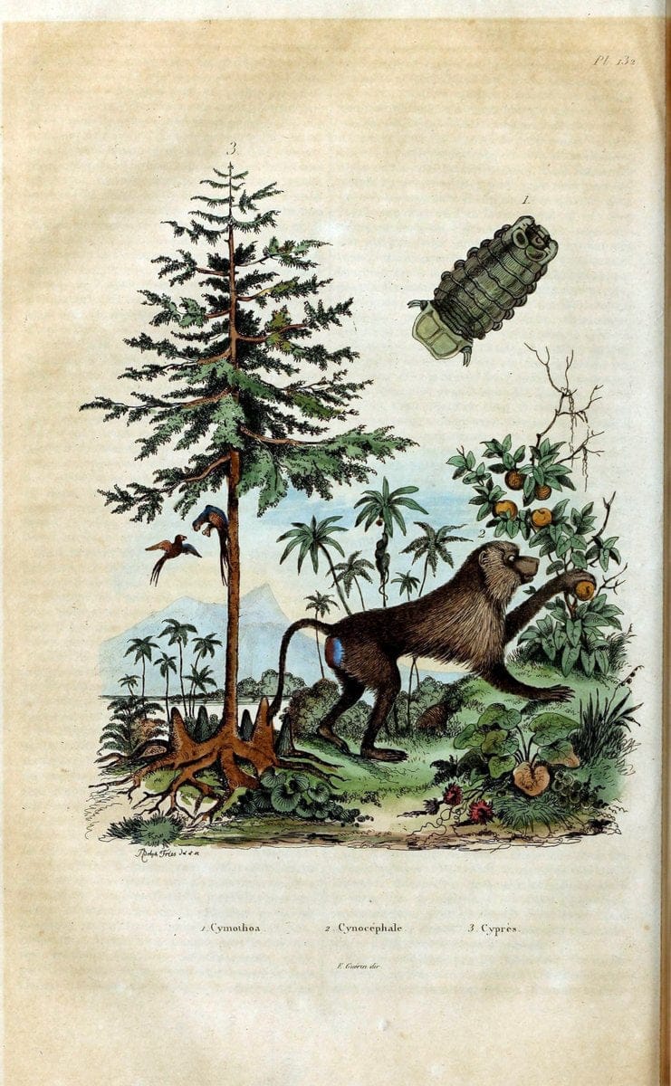 Dictionnaire pittoresque d'histoire naturelle et des phÃ©nomÃ¨nes de la nature /.Paris1833-[1840].. |  | Vintage Print Reproduction 469966