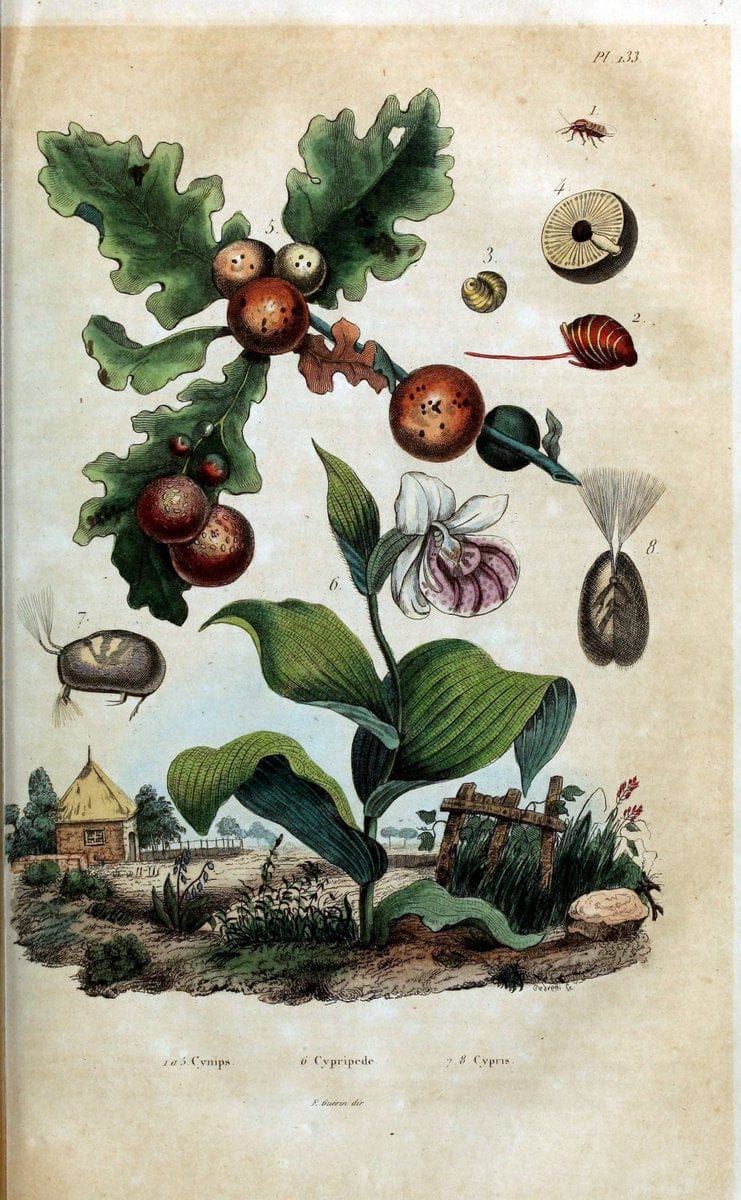 Dictionnaire pittoresque d'histoire naturelle et des phÃ©nomÃ¨nes de la nature /.Paris1833-[1840].. |  | Vintage Print Reproduction 469967