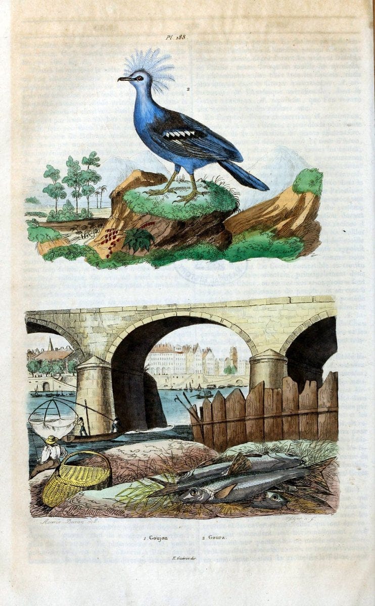 Dictionnaire pittoresque d'histoire naturelle et des phÃ©nomÃ¨nes de la nature /.Paris1833-[1840].. |  | Vintage Print Reproduction 469968