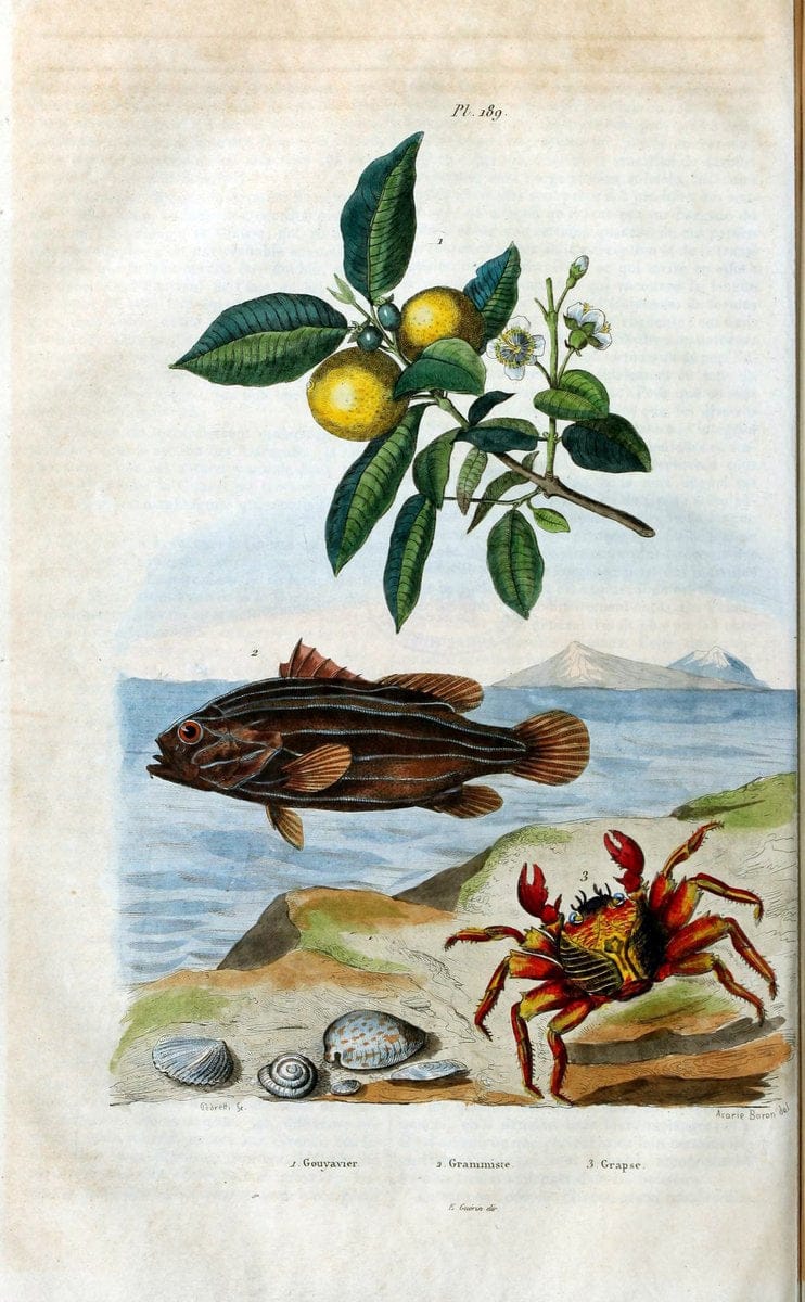 Dictionnaire pittoresque d'histoire naturelle et des phÃ©nomÃ¨nes de la nature /.Paris1833-[1840].. |  | Vintage Print Reproduction 469969