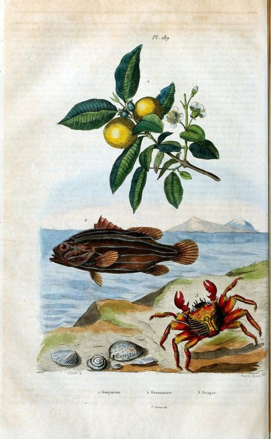 Dictionnaire pittoresque d'histoire naturelle et des phÃ©nomÃ¨nes de la nature /.Paris1833-[1840].. |  | Vintage Print Reproduction 469969