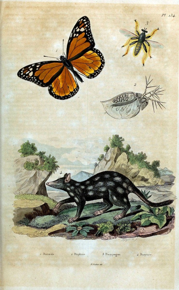 Dictionnaire pittoresque d'histoire naturelle et des phÃ©nomÃ¨nes de la nature /.Paris1833-[1840].. |  | Vintage Print Reproduction 469970