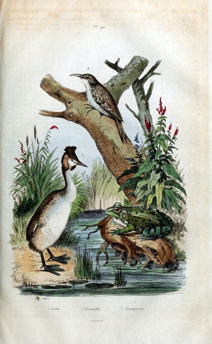 Dictionnaire pittoresque d'histoire naturelle et des phÃ©nomÃ¨nes de la nature /.Paris1833-[1840].. |  | Vintage Print Reproduction 469971