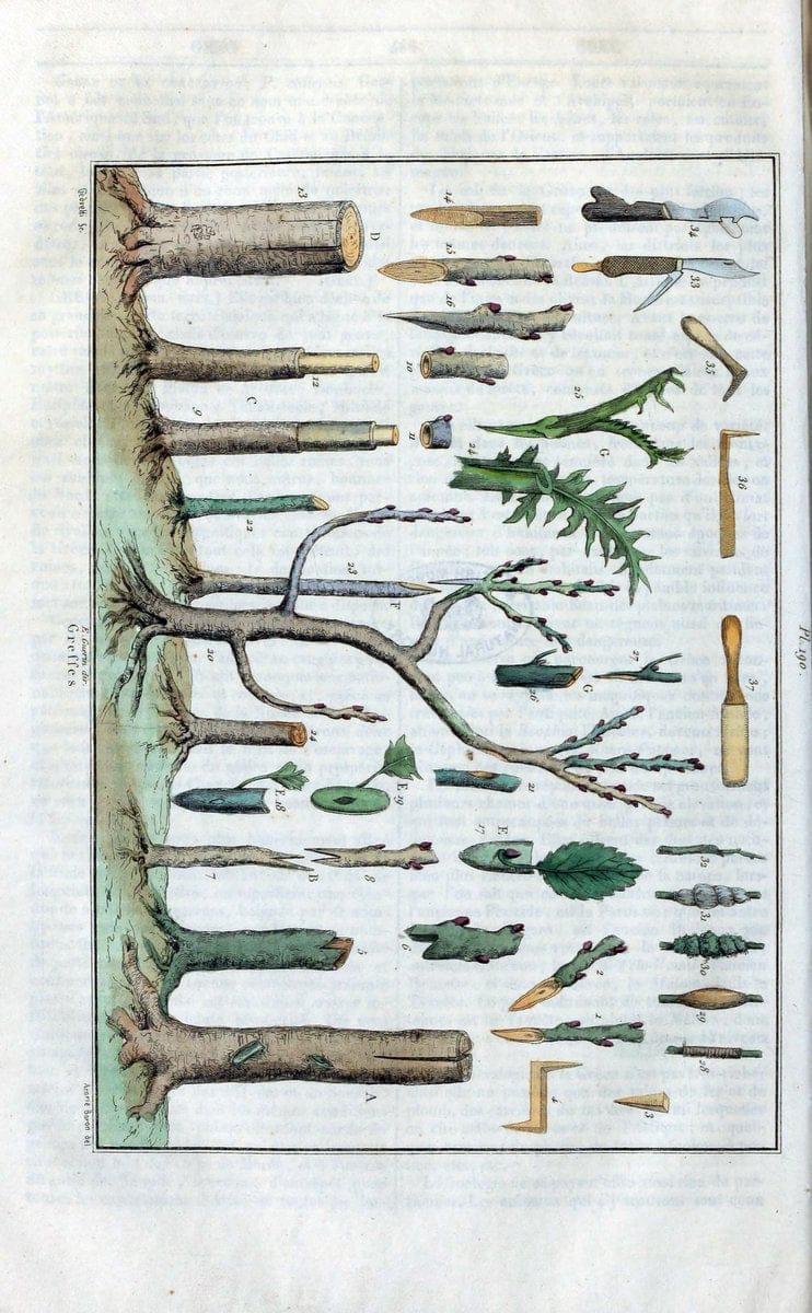 Dictionnaire pittoresque d'histoire naturelle et des phÃ©nomÃ¨nes de la nature /.Paris1833-[1840].. |  | Vintage Print Reproduction 469972