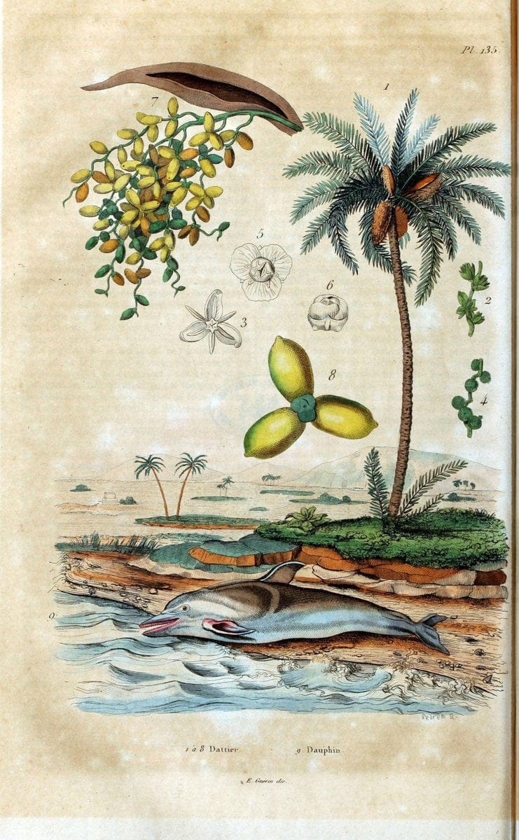 Dictionnaire pittoresque d'histoire naturelle et des phÃ©nomÃ¨nes de la nature /.Paris1833-[1840].. |  | Vintage Print Reproduction 469973