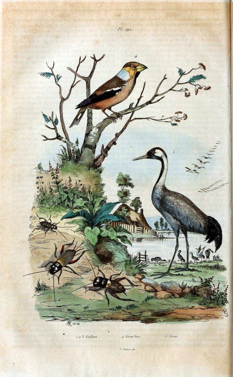 Dictionnaire pittoresque d'histoire naturelle et des phÃ©nomÃ¨nes de la nature /.Paris1833-[1840].. |  | Vintage Print Reproduction 469974