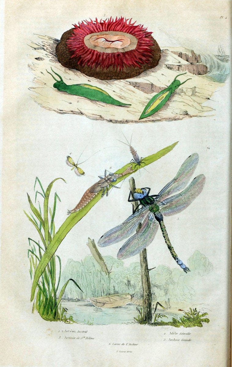 Dictionnaire pittoresque d'histoire naturelle et des phÃ©nomÃ¨nes de la nature. v.1Paris1833-[1840] |  | Vintage Print Reproduction 469975