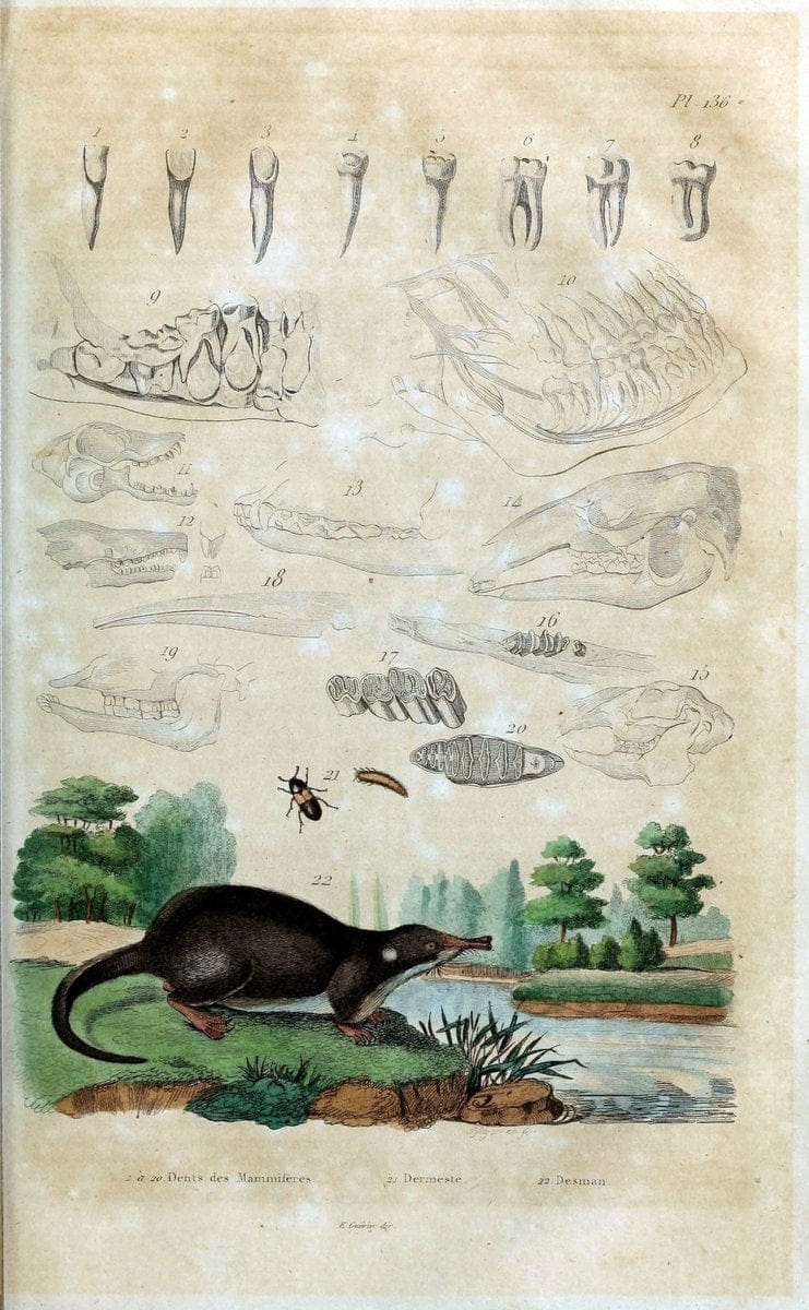 Dictionnaire pittoresque d'histoire naturelle et des phÃ©nomÃ¨nes de la nature /.Paris1833-[1840].. |  | Vintage Print Reproduction 469976