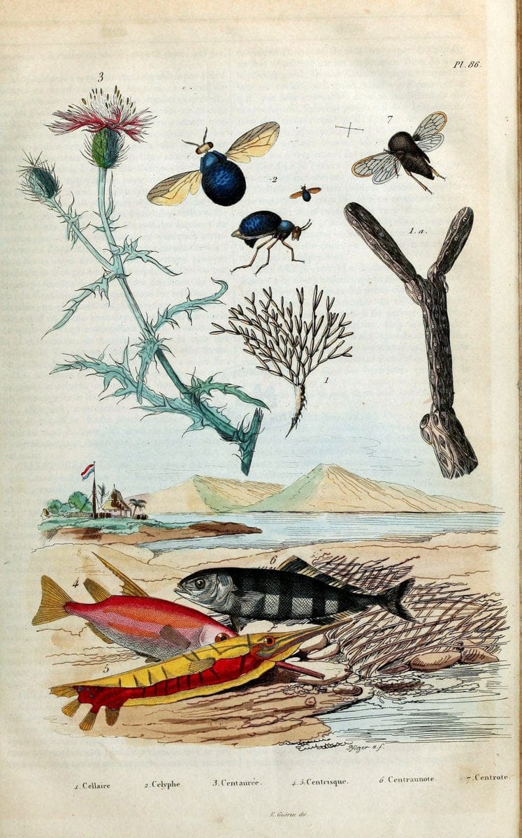 Dictionnaire pittoresque d'histoire naturelle et des phÃ©nomÃ¨nes de la nature /.Paris1833-[1840].. |  | Vintage Print Reproduction 469977