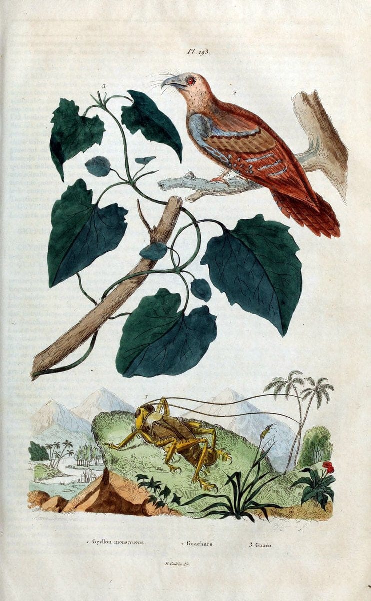 Dictionnaire pittoresque d'histoire naturelle et des phÃ©nomÃ¨nes de la nature /.Paris1833-[1840].. |  | Vintage Print Reproduction 469978