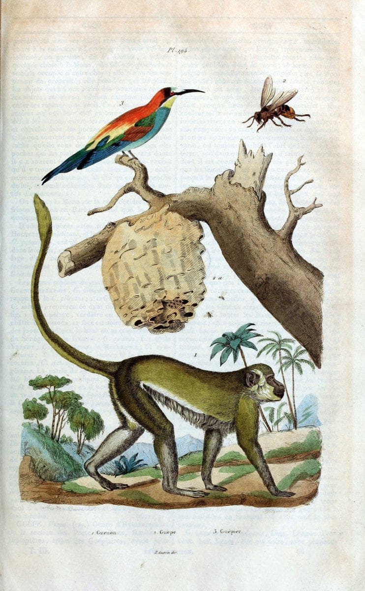 Dictionnaire pittoresque d'histoire naturelle et des phÃ©nomÃ¨nes de la nature /.Paris1833-[1840].. |  | Vintage Print Reproduction 469979