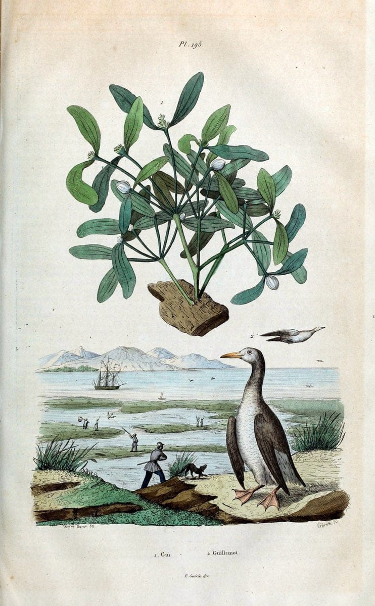 Dictionnaire pittoresque d'histoire naturelle et des phÃ©nomÃ¨nes de la nature /.Paris1833-[1840].. |  | Vintage Print Reproduction 469980