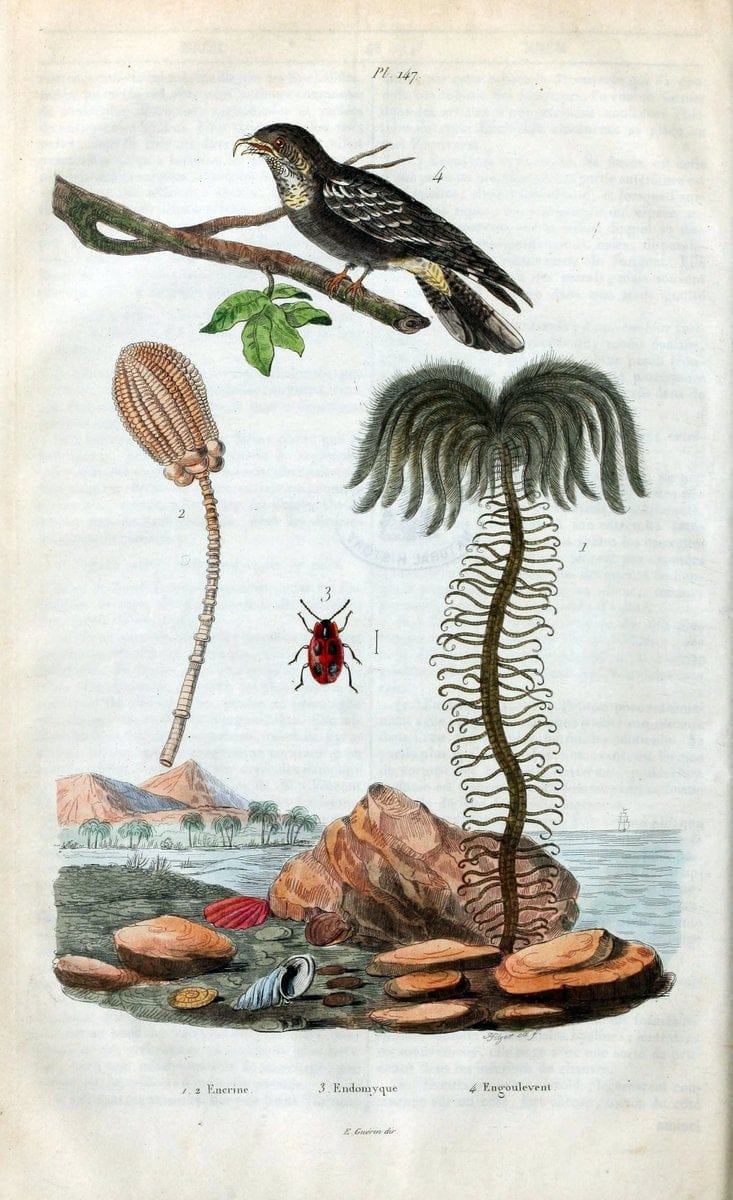 Dictionnaire pittoresque d'histoire naturelle et des phÃ©nomÃ¨nes de la nature /.Paris1833-[1840].. |  | Vintage Print Reproduction 469981