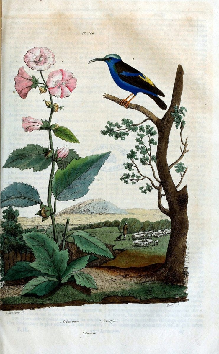 Dictionnaire pittoresque d'histoire naturelle et des phÃ©nomÃ¨nes de la nature /.Paris1833-[1840].. |  | Vintage Print Reproduction 469982