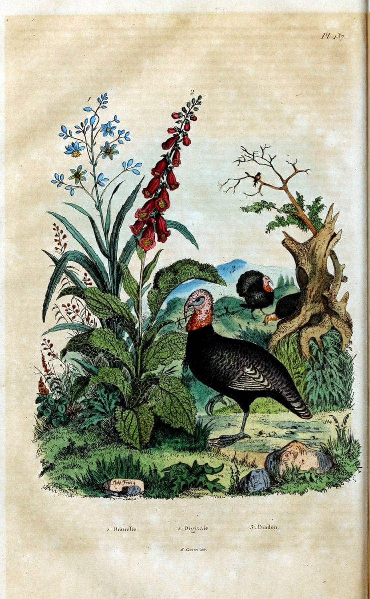 Dictionnaire pittoresque d'histoire naturelle et des phÃ©nomÃ¨nes de la nature /.Paris1833-[1840].. |  | Vintage Print Reproduction 469983