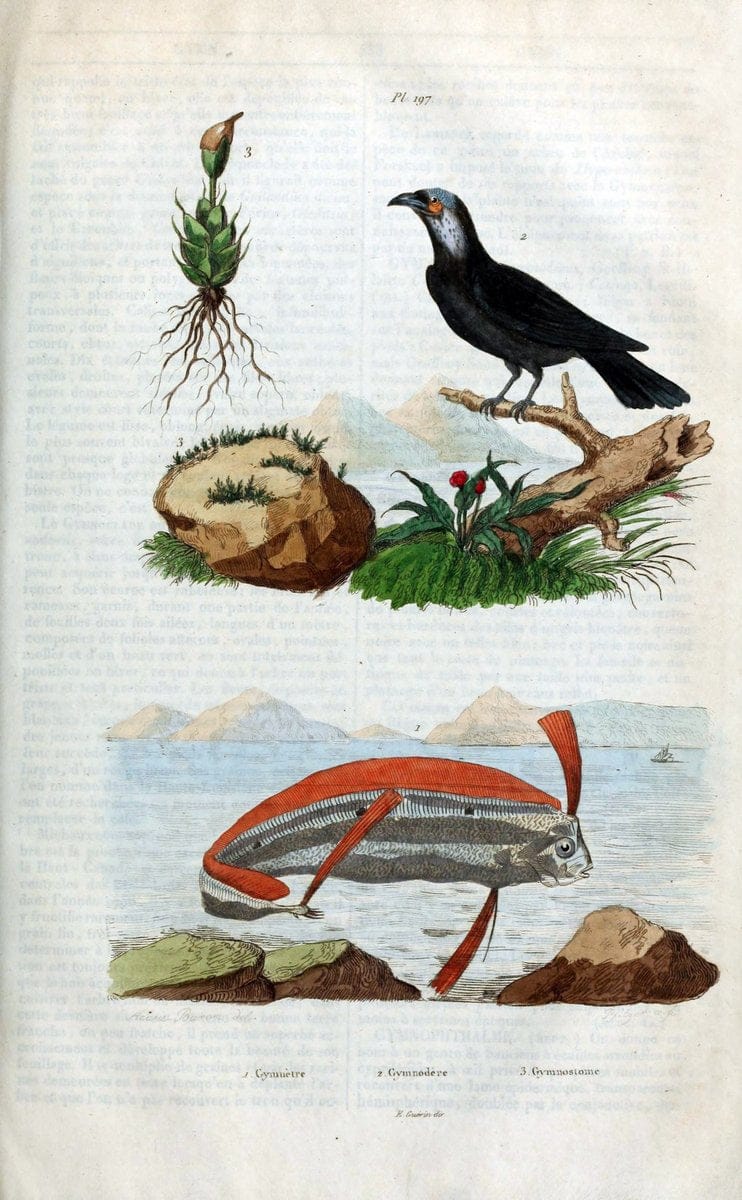 Dictionnaire pittoresque d'histoire naturelle et des phÃ©nomÃ¨nes de la nature /.Paris1833-[1840].. |  | Vintage Print Reproduction 469984