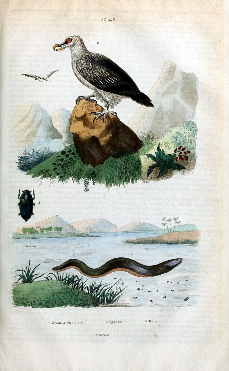 Dictionnaire pittoresque d'histoire naturelle et des phÃ©nomÃ¨nes de la nature /.Paris1833-[1840].. |  | Vintage Print Reproduction 469985