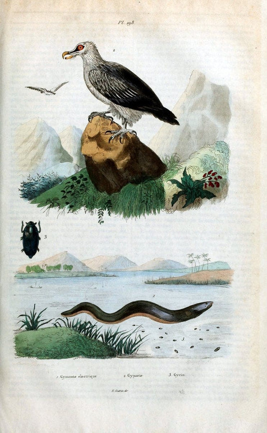Dictionnaire pittoresque d'histoire naturelle et des phÃ©nomÃ¨nes de la nature /.Paris1833-[1840].. |  | Vintage Print Reproduction 469985