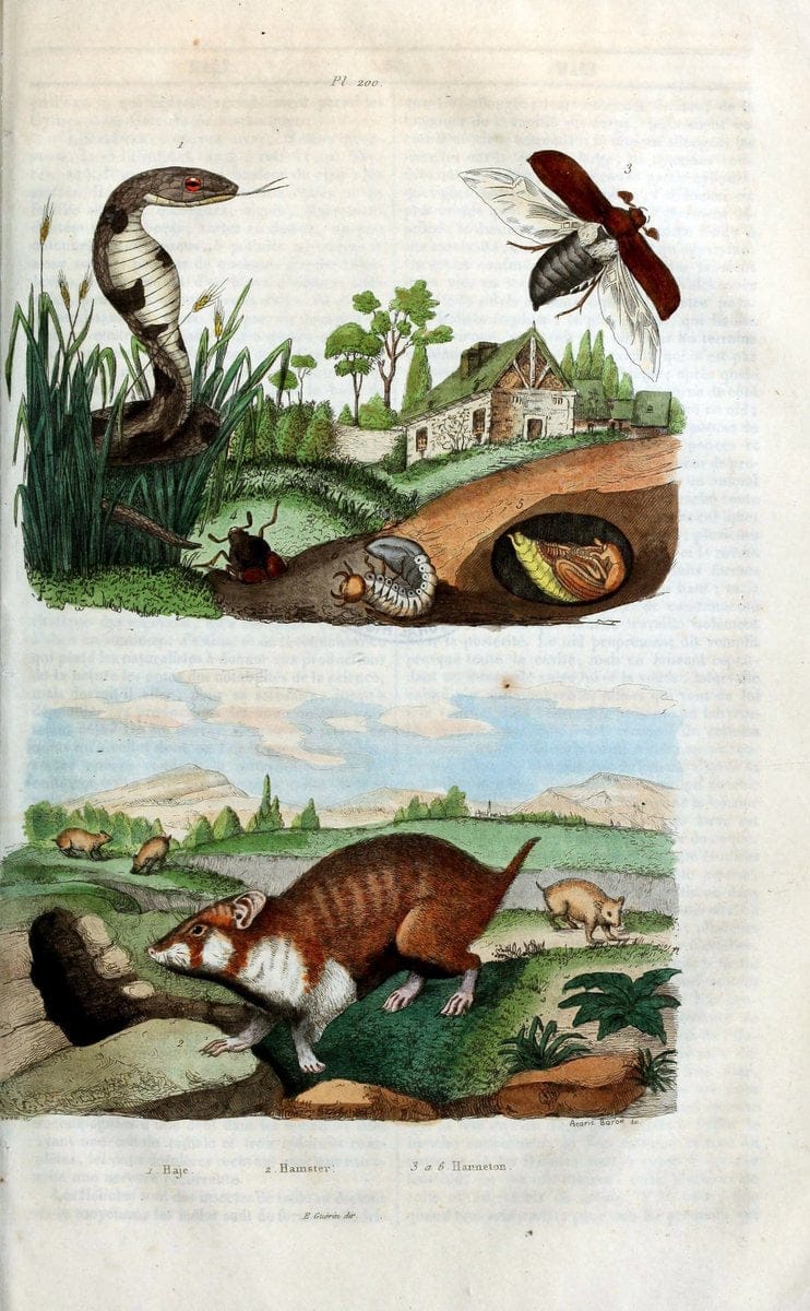 Dictionnaire pittoresque d'histoire naturelle et des phÃ©nomÃ¨nes de la nature /.Paris1833-[1840].. |  | Vintage Print Reproduction 469986