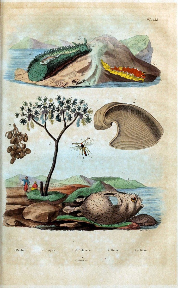 Dictionnaire pittoresque d'histoire naturelle et des phÃ©nomÃ¨nes de la nature /.Paris1833-[1840].. |  | Vintage Print Reproduction 469987