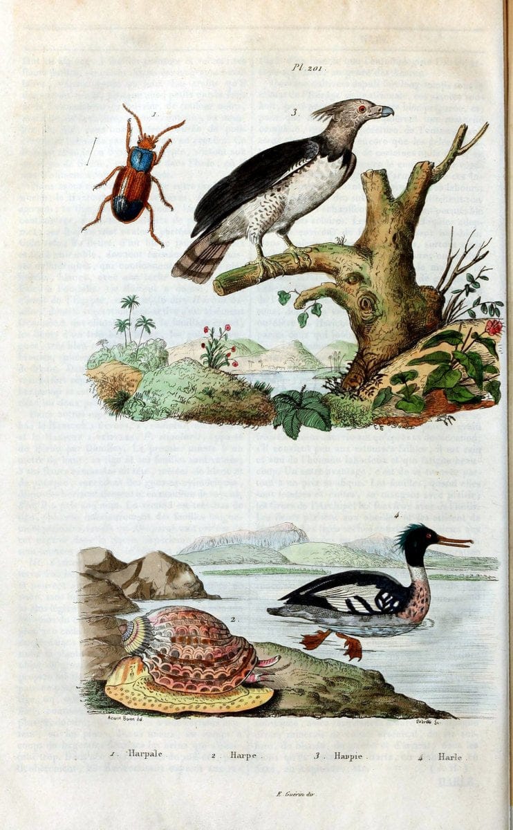 Dictionnaire pittoresque d'histoire naturelle et des phÃ©nomÃ¨nes de la nature /.Paris1833-[1840].. |  | Vintage Print Reproduction 469988