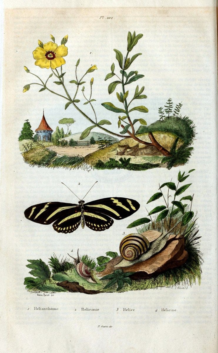 Dictionnaire pittoresque d'histoire naturelle et des phÃ©nomÃ¨nes de la nature /.Paris1833-[1840].. |  | Vintage Print Reproduction 469989