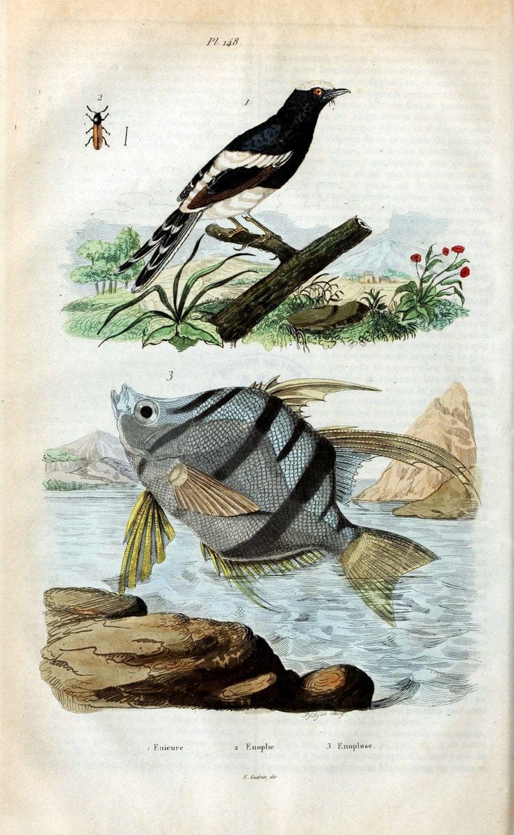 Dictionnaire pittoresque d'histoire naturelle et des phÃ©nomÃ¨nes de la nature /.Paris1833-[1840].. |  | Vintage Print Reproduction 469990