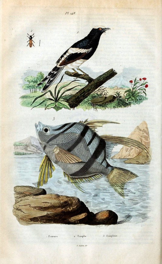 Dictionnaire pittoresque d'histoire naturelle et des phÃ©nomÃ¨nes de la nature /.Paris1833-[1840].. |  | Vintage Print Reproduction 469990