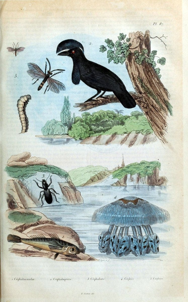 Dictionnaire pittoresque d'histoire naturelle et des phÃ©nomÃ¨nes de la nature /.Paris1833-[1840].. |  | Vintage Print Reproduction 469991