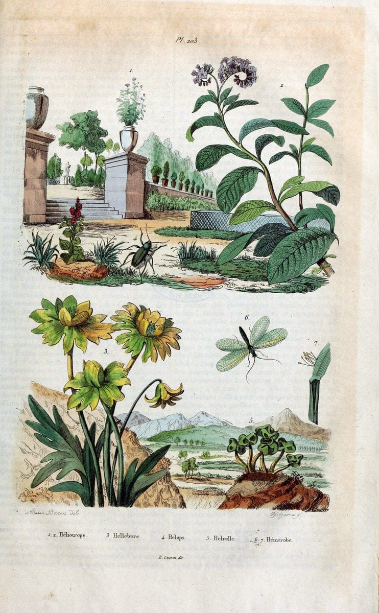 Dictionnaire pittoresque d'histoire naturelle et des phÃ©nomÃ¨nes de la nature /.Paris1833-[1840].. |  | Vintage Print Reproduction 469992