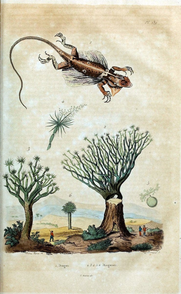 Dictionnaire pittoresque d'histoire naturelle et des phÃ©nomÃ¨nes de la nature /.Paris1833-[1840].. |  | Vintage Print Reproduction 469993