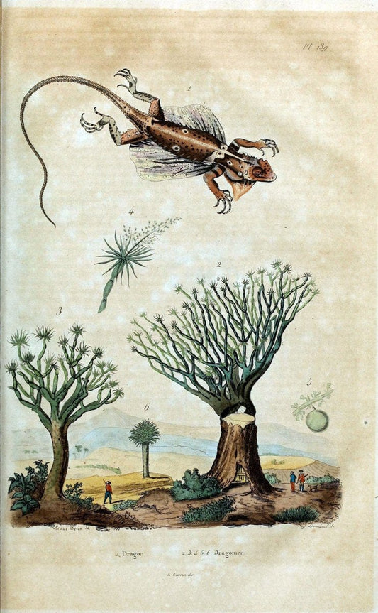 Dictionnaire pittoresque d'histoire naturelle et des phÃ©nomÃ¨nes de la nature /.Paris1833-[1840].. |  | Vintage Print Reproduction 469993