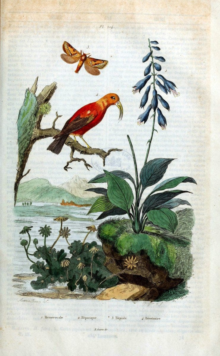 Dictionnaire pittoresque d'histoire naturelle et des phÃ©nomÃ¨nes de la nature /.Paris1833-[1840].. |  | Vintage Print Reproduction 469994