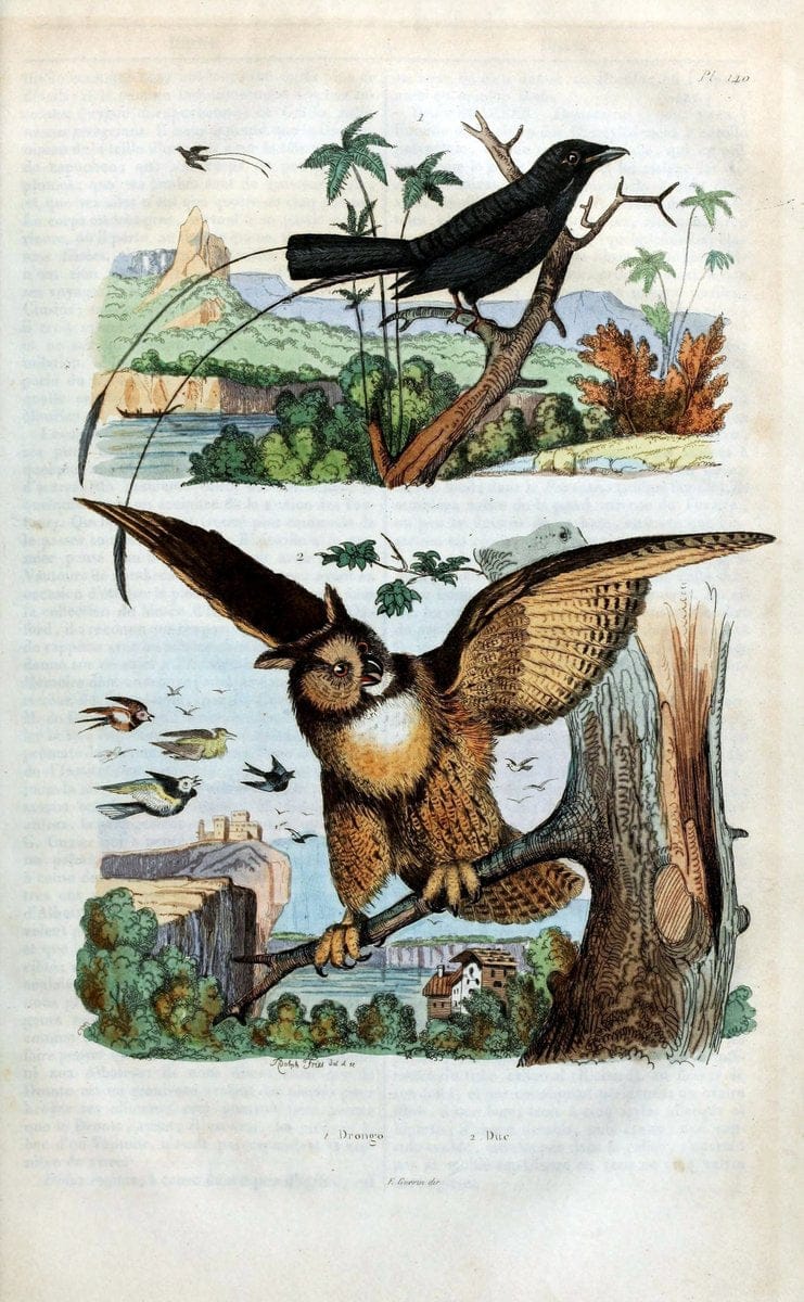 Dictionnaire pittoresque d'histoire naturelle et des phÃ©nomÃ¨nes de la nature /.Paris1833-[1840].. |  | Vintage Print Reproduction 469995