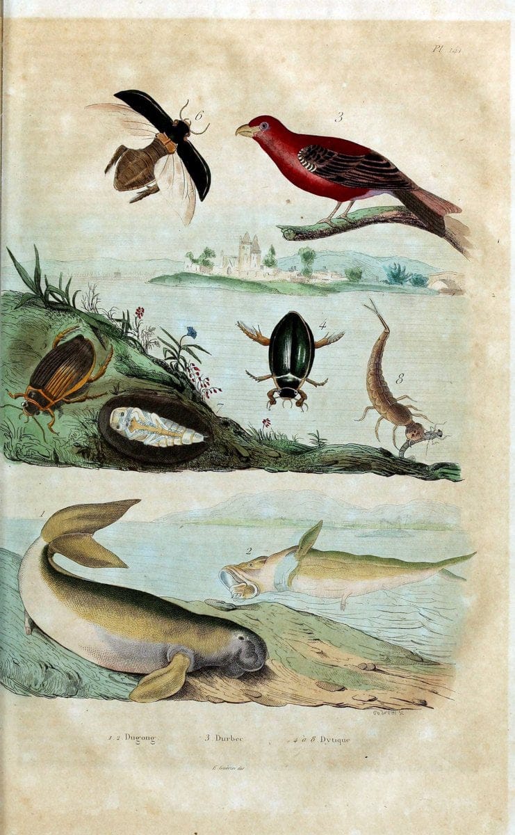 Dictionnaire pittoresque d'histoire naturelle et des phÃ©nomÃ¨nes de la nature /.Paris1833-[1840].. |  | Vintage Print Reproduction 469996