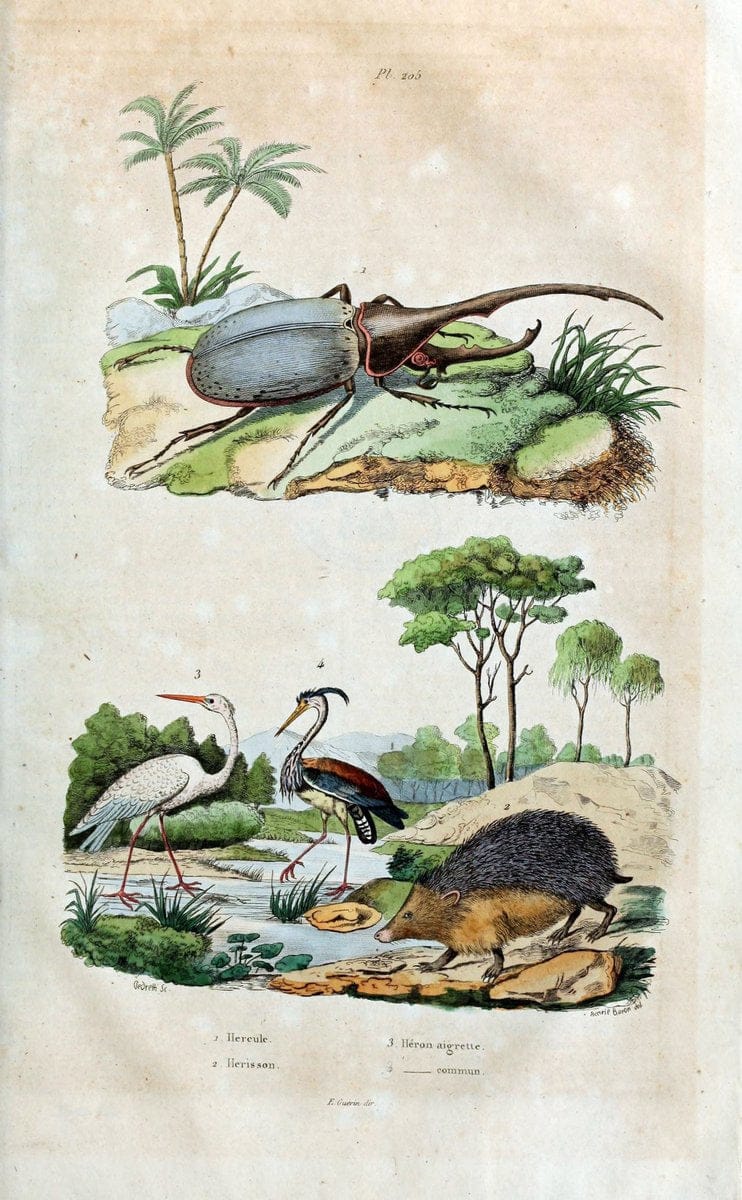 Dictionnaire pittoresque d'histoire naturelle et des phÃ©nomÃ¨nes de la nature /.Paris1833-[1840].. |  | Vintage Print Reproduction 469997