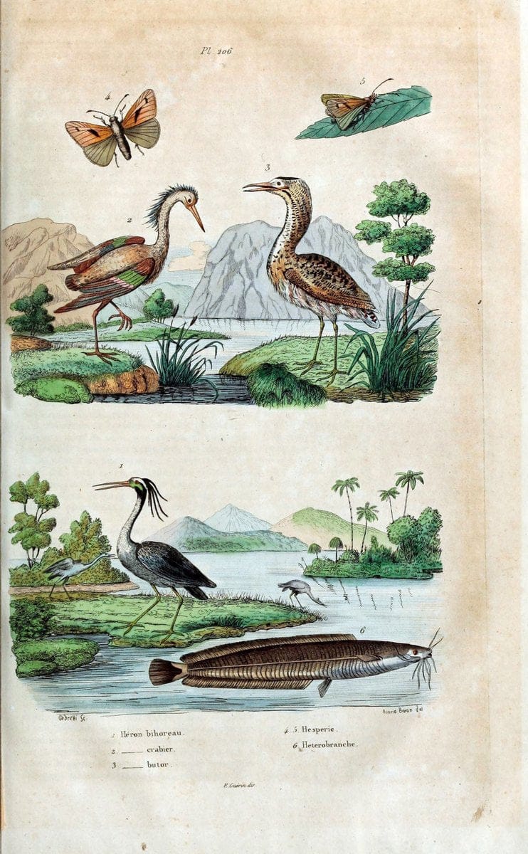 Dictionnaire pittoresque d'histoire naturelle et des phÃ©nomÃ¨nes de la nature /.Paris1833-[1840].. |  | Vintage Print Reproduction 469998