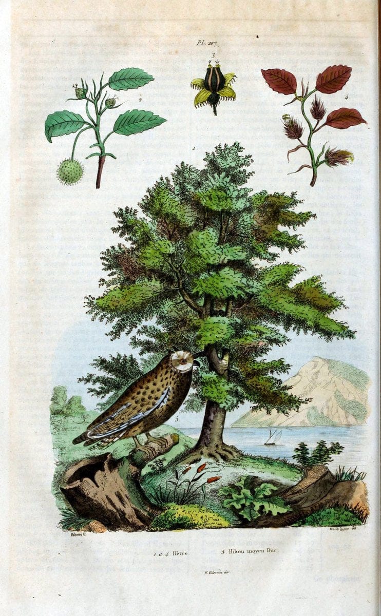 Dictionnaire pittoresque d'histoire naturelle et des phÃ©nomÃ¨nes de la nature /.Paris1833-[1840].. |  | Vintage Print Reproduction 469999