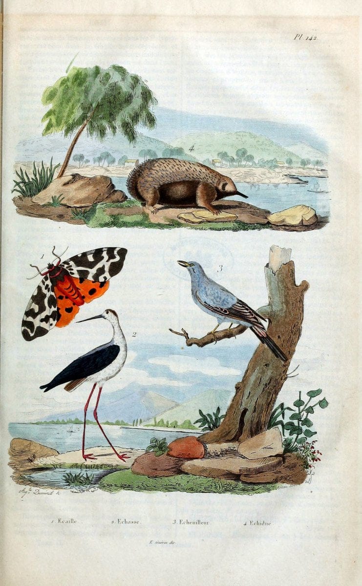 Dictionnaire pittoresque d'histoire naturelle et des phÃ©nomÃ¨nes de la nature /.Paris1833-[1840].. |  | Vintage Print Reproduction 470000