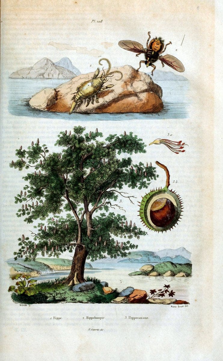 Dictionnaire pittoresque d'histoire naturelle et des phÃ©nomÃ¨nes de la nature /.Paris1833-[1840].. |  | Vintage Print Reproduction 470001