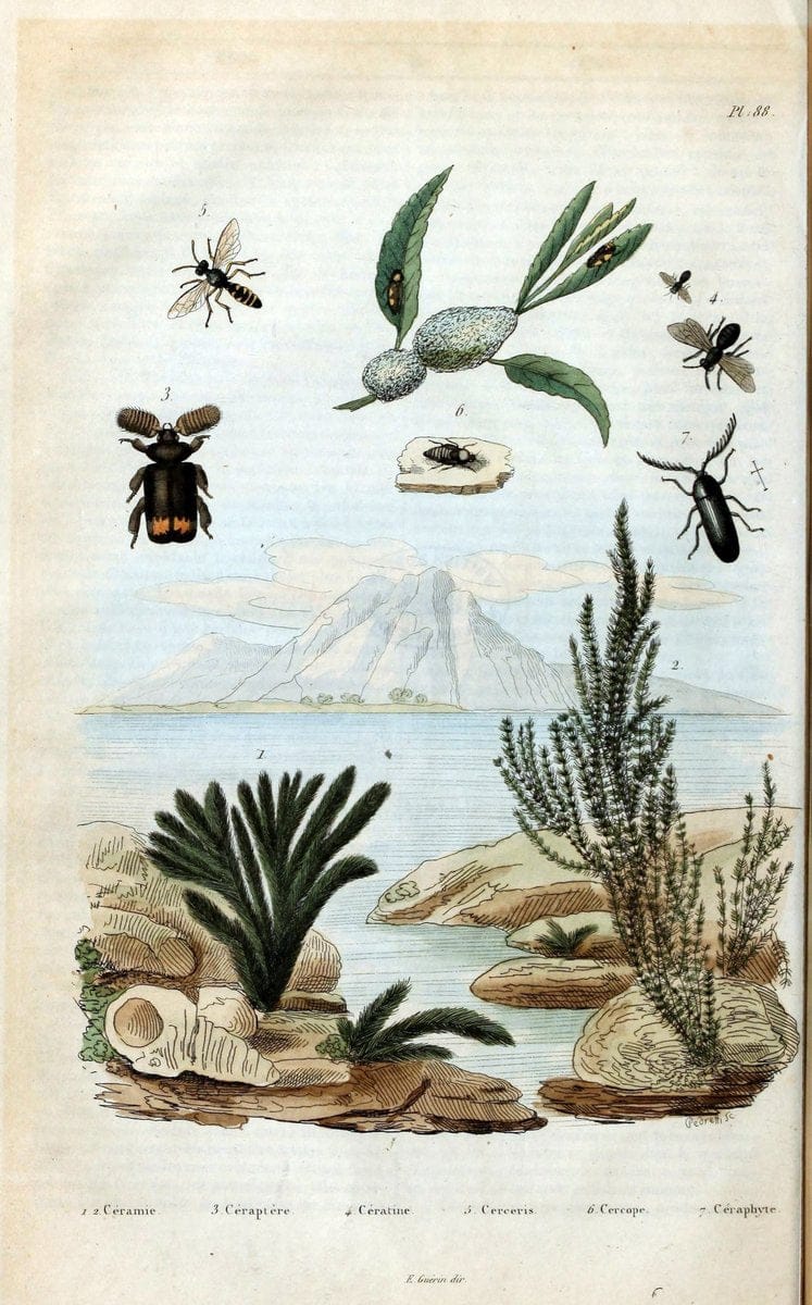 Dictionnaire pittoresque d'histoire naturelle et des phÃ©nomÃ¨nes de la nature /.Paris1833-[1840].. |  | Vintage Print Reproduction 470002